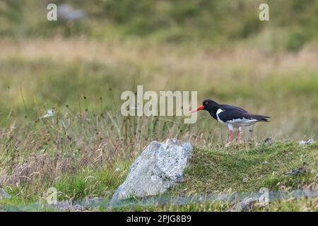 Ein Austernbrecher, Haematopus ostralegus, steht auf dem Moorland auf Yell, Shetland. Stockfoto