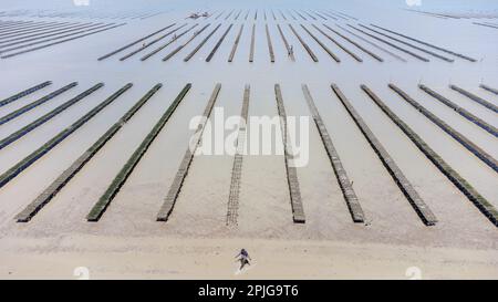 Frankreich, Bretagne, Saint-Meloir-des-Ondes auf 2022-06-15. Bericht über die Familie Boutrais, Austernzuchtunternehmen, Austernzucht im Mont Saint-Mich Stockfoto