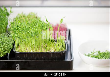 Das Konzept einer gesunden Ernährung, Kisten mit Mikrogrün aus rotem Basilikum, Windzwiebeln, Sorrel, Kohl, Senf, Brokkoli, Superkost auf weißem Hintergrund Stockfoto