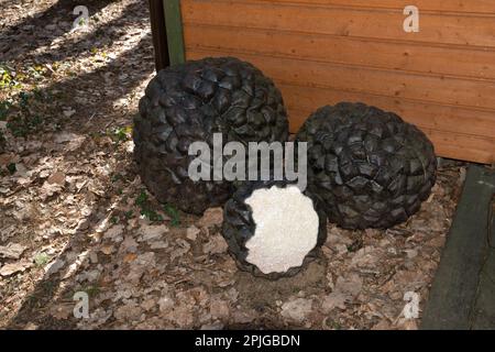 Riesige Sommertreffelskulptur, Sękocin Stary, Gmina Raszyn, innerhalb der Grafschaft Pruszków, Woiwodschaft Masowien, In Ost-Zentralpolen Stockfoto