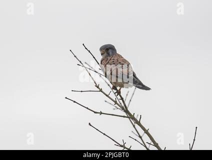 Eine klare Aufnahme eines wunderschönen männlichen Kestrel ( Falco tinnuculus ), der auf der Suche nach seiner nächsten Mahlzeit an einem Baum sitzt . Suffolk, Großbritannien. Stockfoto