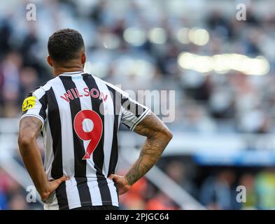 2. April 2023; St James' Park, Newcastle, England: Premier League Football, Newcastle United gegen Manchester United; Callum Wilson von Newcastle United Stockfoto