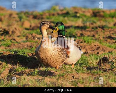 Sheerness, Kent, Großbritannien. 2. April 2023. UK Weather: Weibliche und männliche Stockenten bei Sonnenuntergang in Sheerness, Kent. Kredit: James Bell/Alamy Live News Stockfoto