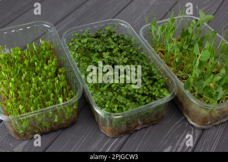 Mikrogreens in Kunststoffschalen. Keimung von Mikrogrün auf Leinenmatten. Keimung von Samen zu Hause. Kleines ökologisches Unternehmen für gesunde Lebensmittel. Stockfoto