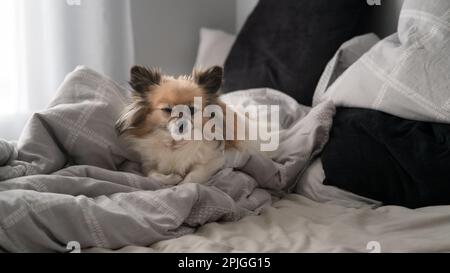 Chihuahua ruht sich im Bett auf dem Bettlaken, Vorderansicht nahe am Fenster. Stockfoto