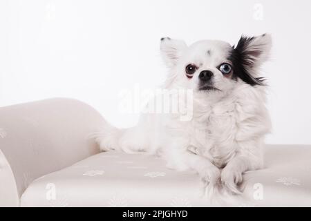 Langhaarige Chihuahua auf einer weißen Bank isoliert auf weißem Hintergrund. Lange Haare, chihuahua, posiert auf einer weißen Satinbank in einem Studio, weiß auf weiß. Stockfoto