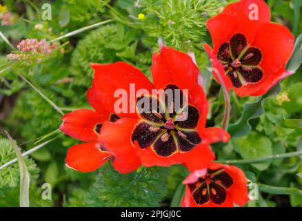 Große Knospen roter Tulpen auf einem grünen Feld. Frisch geöffnete rote Tulpenknospen. Viele Blumen auf der Plantage. Stockfoto