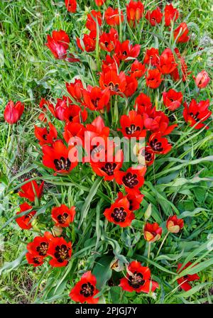 Große Knospen roter Tulpen auf einem grünen Feld. Frisch geöffnete rote Tulpenknospen. Viele Blumen auf der Plantage. Stockfoto