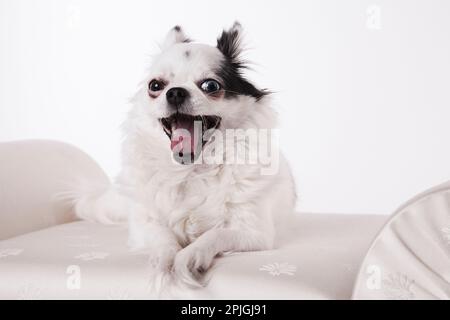 Langhaarige Chihuahua auf einer weißen Bank isoliert auf weißem Hintergrund. Lange Haare, chihuahua, posiert auf einer weißen Satinbank in einem Studio, weiß auf weiß. Stockfoto