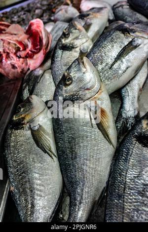 Seebarschfisch auf dem Fischmarkt in Quarteira, Portugal. Stockfoto