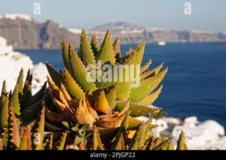 Nahaufnahme einer Aloe-Fabrik in Oia, Santorin, Griechenland Stockfoto