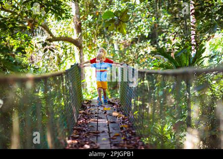 Kinder wandern in den Bergen. Ein Junge, der im Dschungel auf einer Hängebrücke über den Fluss spaziert. Reisen und Wandern mit kleinen Kindern. Ich erkunde Stockfoto