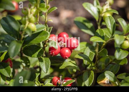 Vaccinium vitis-idaea Koralle im Garten. Cowberry-Früchte sind dicht dran Stockfoto