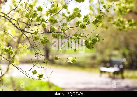 Frühlingsblätter verherrlichen eine Landschaft der Gartenstraße Stockfoto