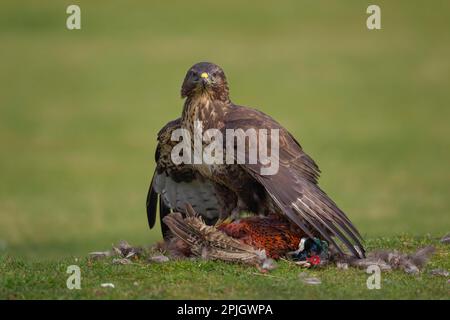 Bussard (Buteo buteo), ausgewachsener Vogel, der über einem toten männlichen Fasan munkelt, England, Vereinigtes Königreich Stockfoto