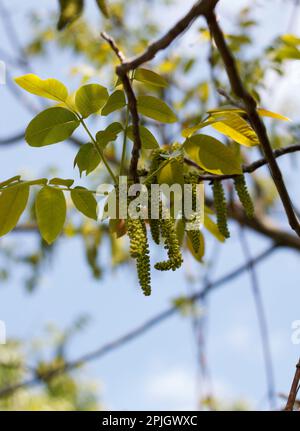 Grün blühende Walnuss im Frühling vor dem Hintergrund des Himmels Stockfoto