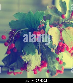 Pfauenrosenfrüchte mit Blättern auf Ästen im Herbst Stockfoto