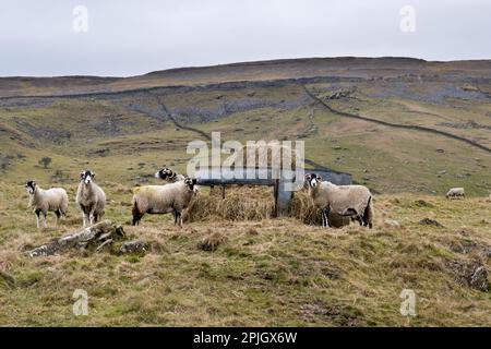 Swaledale-Schaffütterung auf Winterhai, Crummackdale, in der Nähe von Austwick, Yorkshire Dales National Park, Großbritannien Stockfoto