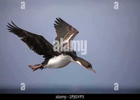 Kaiserkormorant, Phalacrocorax Atriceps, auf den Falklandinseln. Stockfoto