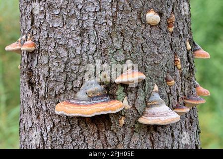 Fichte (Picea abies), Stamm mit Baumpilzen, Zinnpilz (Fomes fomentarius), Nordrhein-Westfalen, Deutschland Stockfoto