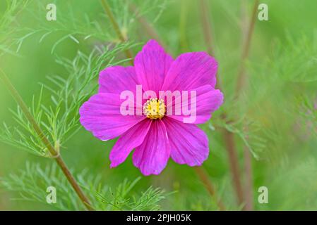 Mexikanischer Oster (Cosmos bipinnatus), einzelne Blume, Nordrhein-Westfalen, Deutschland Stockfoto