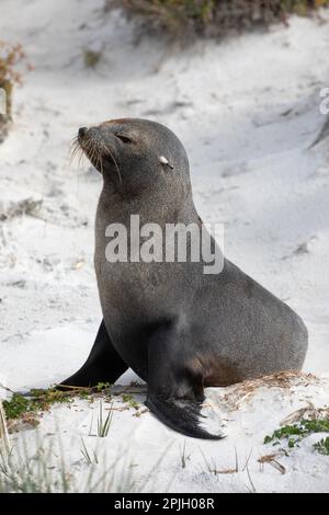 Südamerikanischer Pelzrobben, Arctocephalus Australis, auf den Falklandinseln. Stockfoto