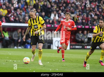 MÜNCHEN, Deutschland - 01. APRIL 2023: 17 Marius WOLF von BVB und 25 Thomas MUELLER, MŸller, während des Bundesliga-Fußballspiels zwischen dem FC Bayern Muenchen und dem BVB Dortmund in der Allianz Arena in München am 1. April 2023, Deutschland. DFL, Fussball, 4:2 (Foto und Copyright @ ATP images / Arthur THILL (THILL Arthur / ATP / SPP) Stockfoto