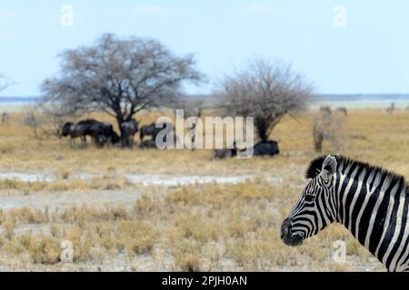 Burchells Zebra (Equus quagga) (Burchelli) sucht Schatten unter einem Baum, blaues Gnus (Connochaetes gnou) und Etosha-Pfanne im Hintergrund Stockfoto