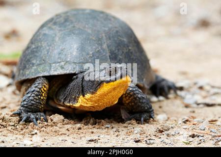 Blanding-Schildkröte (Emys blandingii), amerikanische Teichschildkröte, andere Tiere, Reptilien, Schildkröten, Tiere, Wasserschildkröten, Blanding's Schildkröten-Emydoidea Stockfoto