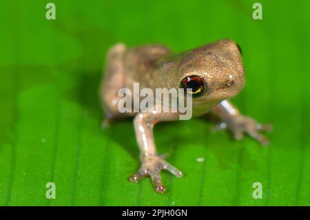 Treefrog, Treefrogs, Amphibien, andere Tiere, Frösche, Schlankbein-Treefrog (Osteocephalus sp.) Froglet, sitzt auf Los Amigos Biological Stockfoto