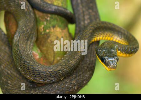 Red Sipo, Red Sipos, Sipo, Sipos, Adder, Adler, andere Tiere, Reptilien, Schlangen, Tiere, Peitschenhippe (Chironius fuscus), ausgewachsen, auf Ast gewickelt Stockfoto