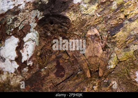 Treefrog (Scinax garbei), Treefrogs, Treefrogs, Amphibien, andere Tiere, Frösche, Tiere, Eirunepe schnüffelte Treefrog Erwachsene, getarnt am Baum Stockfoto