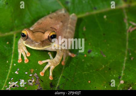 Treefrog, Treefrogs, Amphibien, andere Tiere, Frösche, Schlankbein-Treefrog (Osteocephalus sp.) Erwachsener, sitzt auf Los Amigos Biological Stockfoto