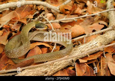 Weißlippenschlange (Crotaphopeltis hotamboeia), ausgewachsene, gespaltene Zunge, auf Laubstreu gewickelt, Ruaha N. P. Tansania Stockfoto