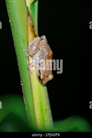 Kleine antillen Coqui (Eleutherodactylus johnstonei) Erwachsener, Windward Islands, Dezember, Klammern an Stamm, Fond Doux Plantation, St. Lucia Stockfoto