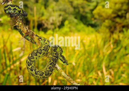 Schwarzgrüne Buschviper, schwarze und grüne Buschvipern (Atheris nitschei), andere Tiere, giftige Schlangen, Reptilien, Schlangen, Tiere Stockfoto