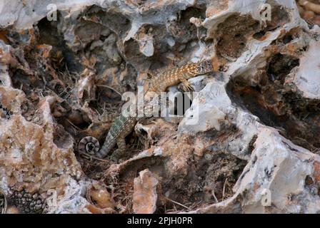 Cuban Brown Curly-Tailed Lizard (Leiocephalus cubensis) zwei Erwachsene, ruhend auf Rock, Jibacoa, Mayabeque Province, Kuba Stockfoto