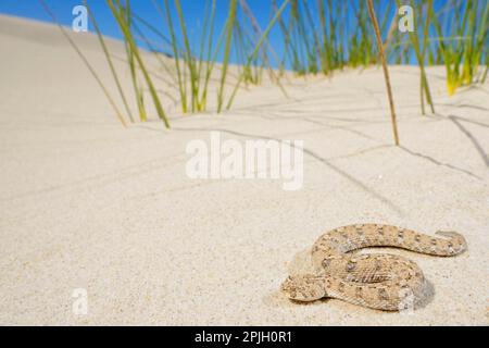 Zwergadder von Schneider (Bitis schneideri), Zwergadder von Namaqua, Zwergadder von Schneider, Zwergadder von Namaqua, andere Tiere, Giftig, giftig Stockfoto