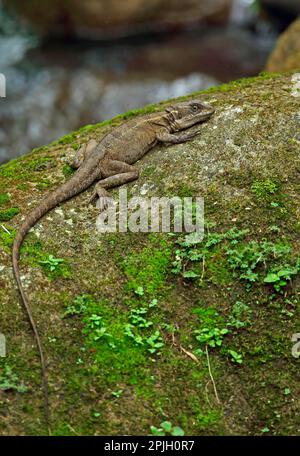 Gemeiner Basilisk (Basiliscus basiliscus), Erwachsener, mit kleinen Insekten im Flug um den Kopf, ruhend auf Felsen im Fluss, Canopy Lodge, El Valle, Panama Stockfoto