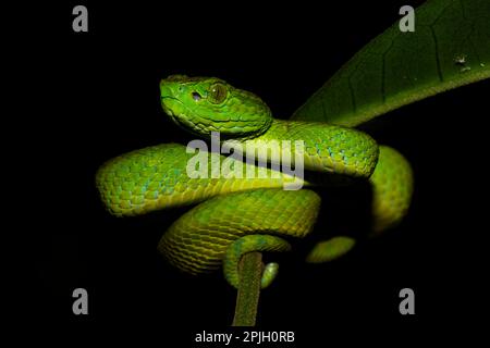 Honduran Palm-Pitviper (Bothriechis marchi) juvenile, gewickelt auf Blattstiel, im Wolkenwald, Cusuco N. P. Sierra del Merendon, Honduras Stockfoto