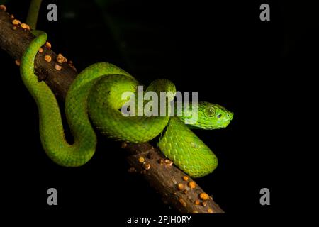 Honduran Palm-Pitviper (Bothriechis marchi) juvenile, gewickelt auf Ast, in Wolkenwald, Cusuco N. P. Sierra del Merendon, Honduras Stockfoto