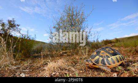 Angulierende Schildkröte (Chersina angulata), Erwachsener, Spaziergang auf trockenem Boden, Addo Elephant N. P. Eastern Cape, Südafrika Stockfoto