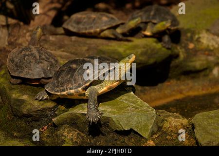Chinesische Streifenschildkröte (Ocadia sinensis), Chinesische Streifenschildkröte, andere Tiere, Reptilien, Schildkröten Tiere, Wasserschildkröten, Chinesen Stockfoto