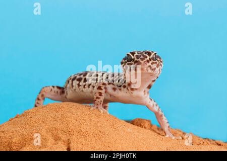 Leopardengecko (Eublepharis macularius), ausgewachsen, auf Sand stehend (in Gefangenschaft) Stockfoto