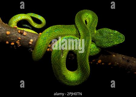 Honduran Palm-Pitviper (Bothriechis marchi) juvenile, gewickelt auf Ast, in Wolkenwald, Cusuco N. P. Sierra del Merendon, Honduras Stockfoto