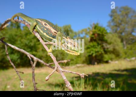 Cape Zwerg Chameleon (Bradypodion pumilum), Erwachsener, Klettern auf Zweig, Westkap, Südafrika Stockfoto