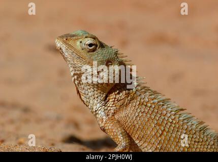 Blutsauger (Agama), orientalische Gartenechsen (Calotes versicolor), Indische Schönheitsechse, Indische Schönheitsechsen, Agamas, andere Tiere, Reptilien Stockfoto