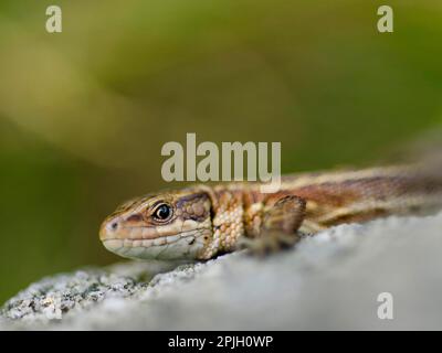 Eidechse vivivipara (Zootoca vivipara), Erwachsene, Sitting on Rocks, Hathersage, Peak District N. P. Derbyshire, England, Vereinigtes Königreich Stockfoto