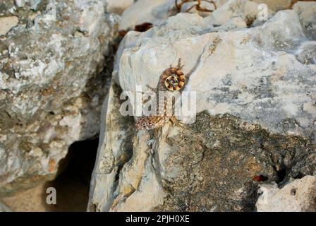 Kubanische Braunschwanz-Echse (Leiocephalus cubensis), Erwachsener, ruht auf Felsen, Jibacoa, Provinz Mayabeque, Kuba Stockfoto