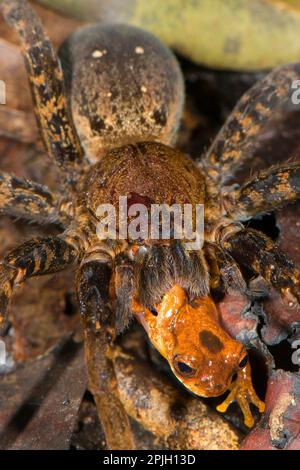 Ausgewachsene Frau der riesigen Fischerspinne (Ancylometes rufus), die sich an der Beute des Leal's Treefrog (Dendropsophus leali), Los Amigos Biological, ernährt Stockfoto